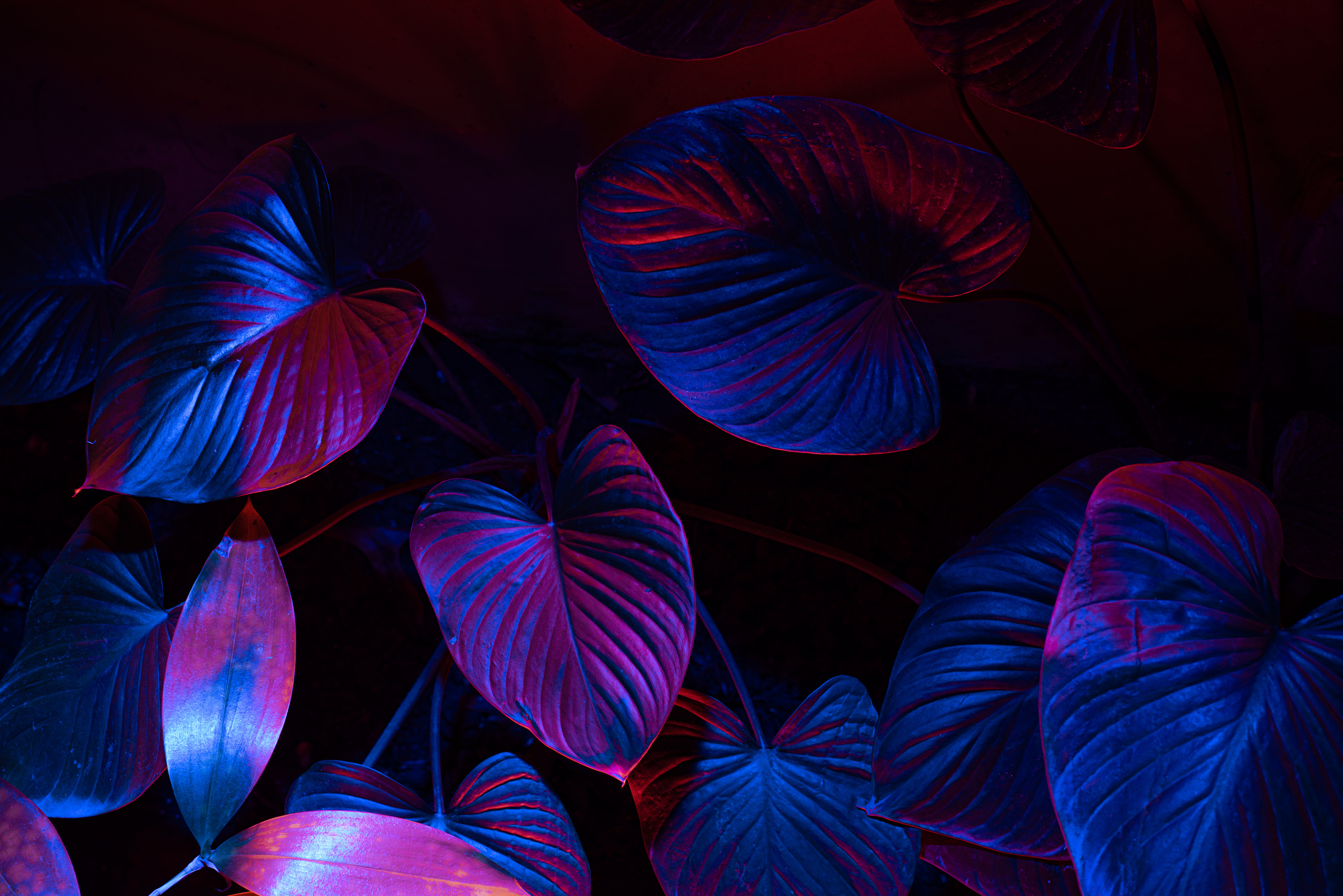 Houseplant on Dark Background